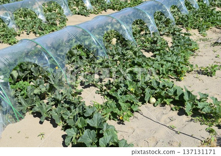 Melon cultivation in the Shonai Sand Dunes Melon cultivation in the Shonai Sand Dunes 137131171