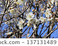 Plum trees in full bloom 137131489