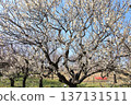 Plum tree in full bloom 137131511