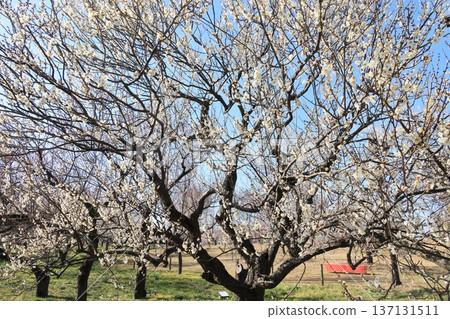 李樹盛開。 李樹盛開。 137131511