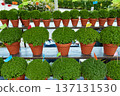 Rows of Manjerico plants with small flags on a market shelf for summer festival in June San Juan 137131530