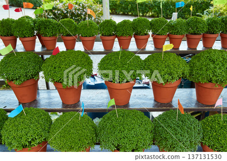 Rows of Manjerico plants with small flags on a market shelf for summer festival in June San Juan Rows of Manjerico plants with small flags on a market shelf for summer festival in June San Juan 137131530