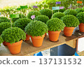 Rows of Manjerico plants with small flags on a market shelf for summer festival in June San Juan 137131532