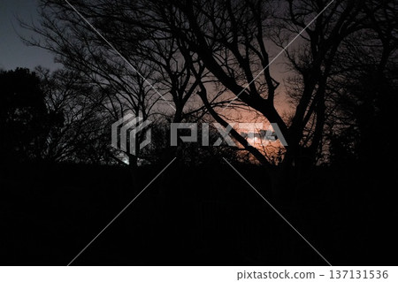 Moon and tree 137131536
