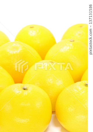 Tosa Buntan, large citrus fruit, bright background Tosa Buntan, large citrus fruit, bright background 137131586