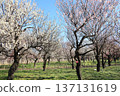 The plum grove is in full bloom 137131619