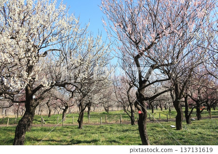 李樹林正值盛花期。 李樹林正值盛花期。 137131619