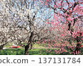 The plum grove is in full bloom with its red and white blossoms 137131784