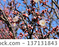 Pink plum trees in full bloom 137131843