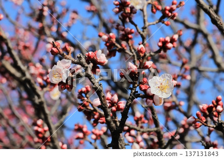 粉紅李樹最美的模樣 粉紅李樹最美的模樣 137131843