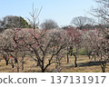 The plum grove is in full bloom 137131917