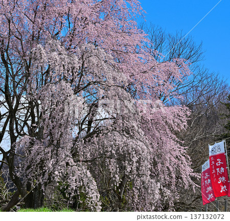 Cherry blossoms in full bloom at the ruins of Minakami Castle, spring scenery, Minakami Town, Gunma Prefecture 137132072