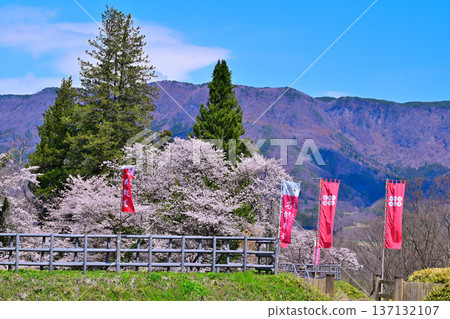 Cherry blossoms in full bloom at the ruins of Minakami Castle, spring scenery, Minakami Town, Gunma Prefecture 137132107
