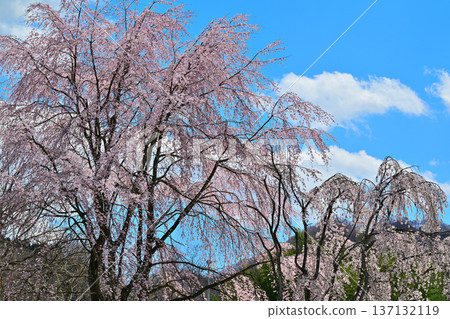 群馬縣水上町水上城遺址,春日櫻花盛開。 群馬縣水上町水上城遺址,春日櫻花盛開。 137132119