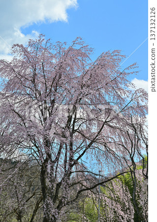 群馬縣水上町水上城遺址,春日櫻花盛開。 群馬縣水上町水上城遺址,春日櫻花盛開。 137132126