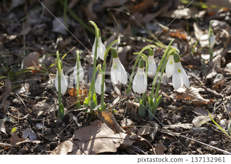 Snowdrop flowers Snowdrop flowers 137132961