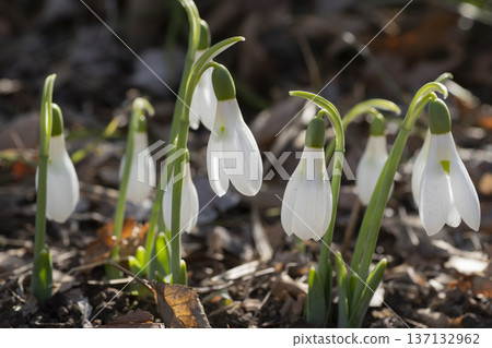 Snowdrop flowers Snowdrop flowers 137132962