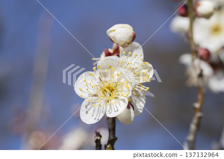 白梅花 137132964