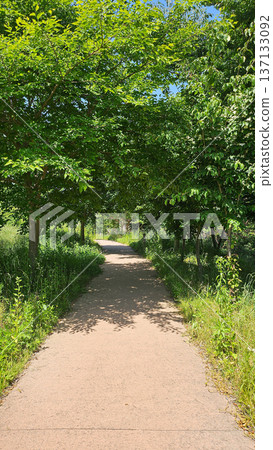Green tree tunnel pathway in summer park 137133092