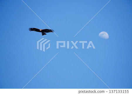 一隻黑鳶在藍天中飛翔，一輪淡淡的半月掛在空中。 137133155