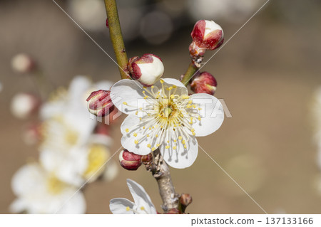 白梅花 137133166