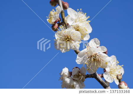 white plum blossom 137133168