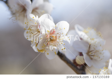 white plum blossom 137133169