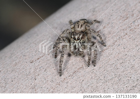 Living creature: Spider, Spotted Jumping Spider, female. It is about 8 mm in size, and one of the marks is the black stripe and white spot on its back. 137133190
