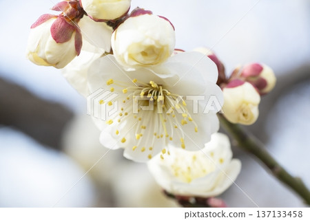 白梅花 白梅花 137133458