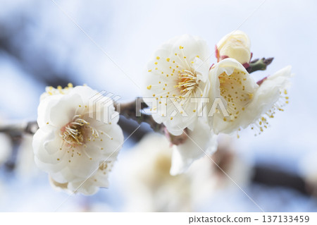 白梅花 白梅花 137133459