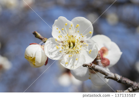 白梅花 白梅花 137133587