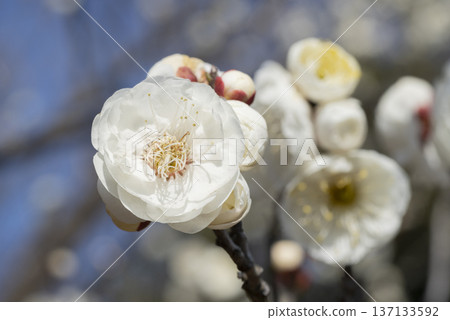 white plum blossom white plum blossom 137133592