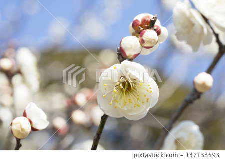 white plum blossom white plum blossom 137133593