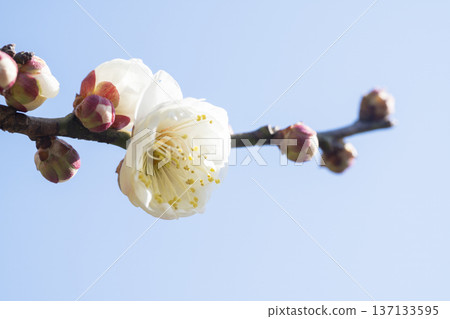 white plum blossom white plum blossom 137133595