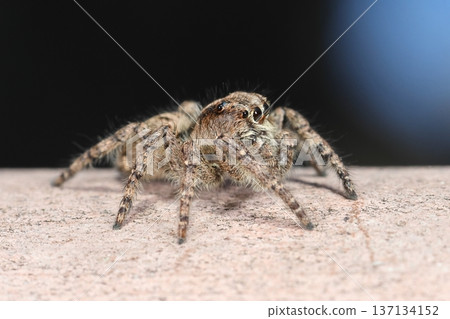 Living creature: Spider, Spotted Jumping Spider, side view. The eyes are positioned so that they can see all around, and one of the three lateral eyes is vestigial. Living creature: Spider, Spotted Jumping Spider, side view. The eyes are positioned so that they can see all around, and one of the three lateral eyes is vestigial. 137134152