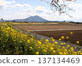 Mount Tsukuba from the river milepost in Chikusei City, cherry blossoms and rape blossoms 137134469