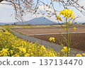 Mount Tsukuba from the river milepost in Chikusei City, cherry blossoms and rape blossoms 137134470