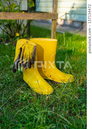 Gardening tools on outdoor greenery background. Concept of homegrown farm healthy living. Yellow boots with bucket and garden gloves Gardening tools on outdoor greenery background. Concept of homegrown farm healthy living. Yellow boots with bucket and garden gloves 137134472