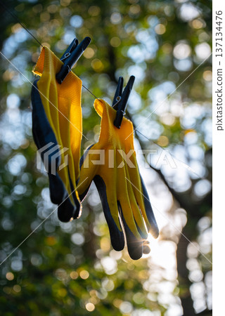 Yellow garden gloves tools dry on rope on greenery outdoor background during sunset. Spring summer gardening season. Concept of hand care hygiene and protection. Yellow garden gloves tools dry on rope on greenery outdoor background during sunset. Spring summer gardening season. Concept of hand care hygiene and protection. 137134476