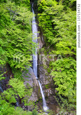 [Kanagawa] Sensui Falls 137134732