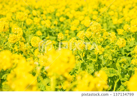 房屋周圍四季各異的花朵、盛開的油菜花田以及被雲霧籠罩、閃著銀白色光芒的希拉山脈。 137134799