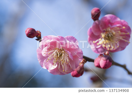 Pink plum blossoms 137134908
