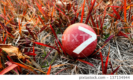 寬敞的門球場 寬敞的門球場 137134944