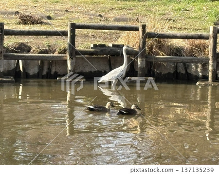 水庫中的水禽 水庫中的水禽 137135239