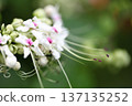 Clerodendrum scandens flowers 137135252