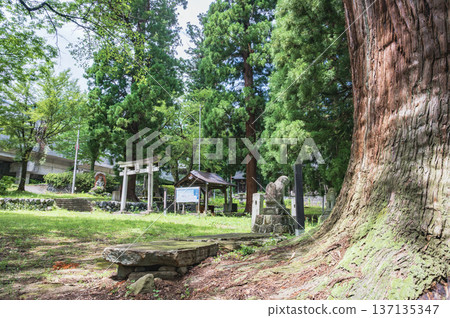 Niigata: The Great Cedar of Suwa Shrine (Yuzawa Town) Niigata: The Great Cedar of Suwa Shrine (Yuzawa Town) 137135347