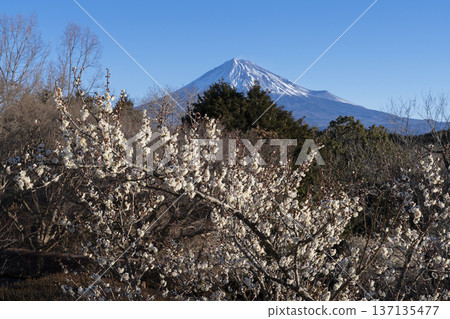 梅花和富士山 137135477
