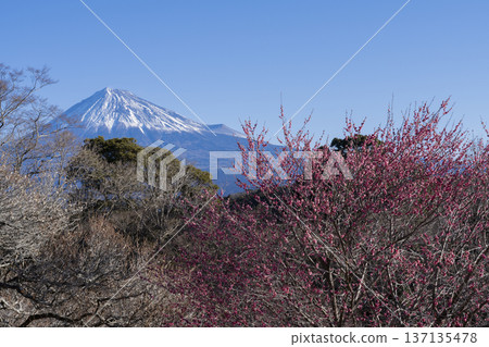 Plum blossoms and Mt. Fuji 137135478