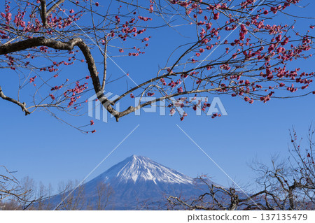 Plum blossoms and Mt. Fuji Plum blossoms and Mt. Fuji 137135479