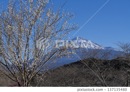 Plum blossoms and Mt. Fuji 137135480